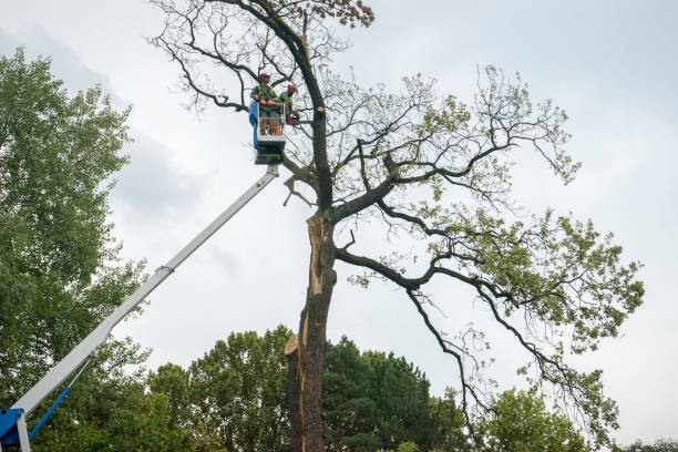 Professional Tree Care Services in Lake Mohawk, NJ